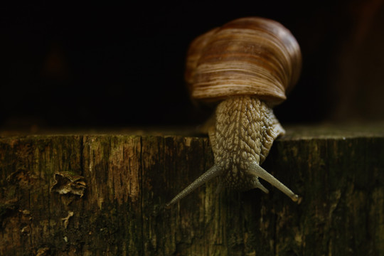 weinbergschnecke1