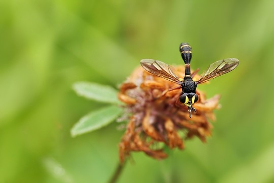 迪克科夫飛（physocephala rufipes）