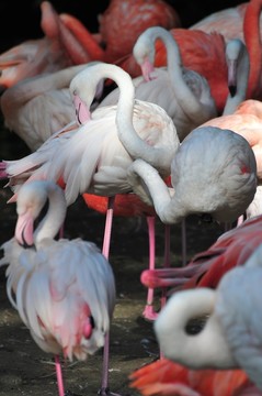 火烈鳥群