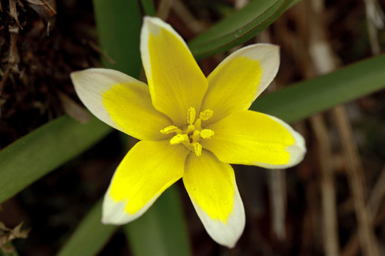 tulipa tarda  - 郁金香tarda