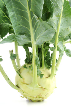 大頭菜