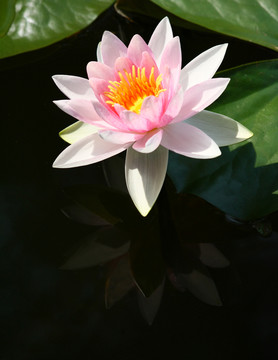 水百合