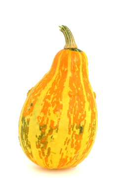 zierkürbis