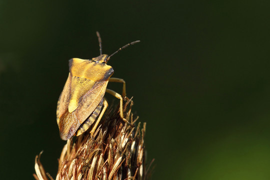 北部的水果bug carpocoris fuscispinus