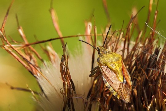 beerenwanze，Dolycoris baccarum