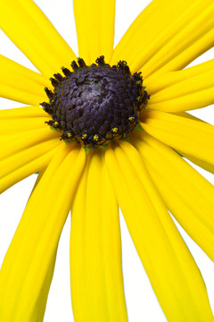 黃色coneflower（黃金菊），可選