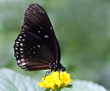 夾竹桃蛾[euploea modesta]