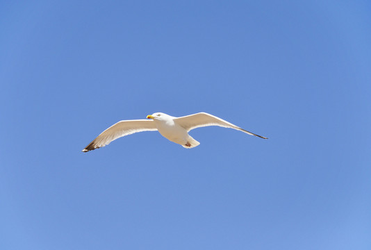 鳥