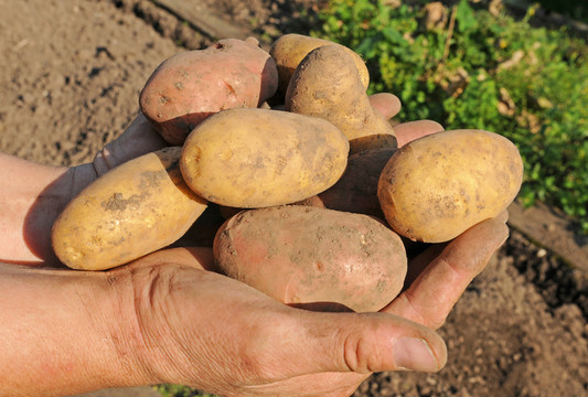 kartoffelernte