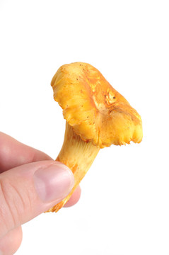 雞油菌
