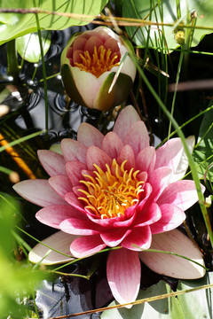 花園池塘里的睡蓮