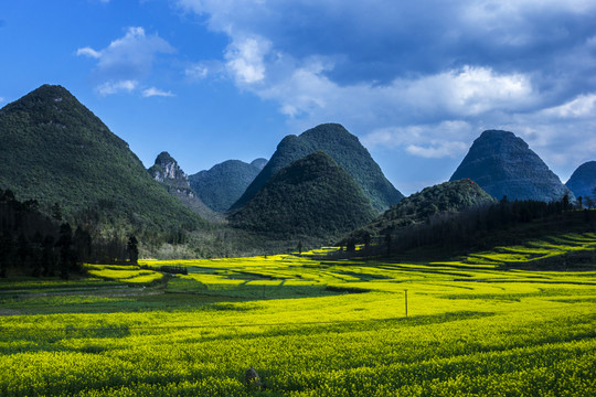 油菜花