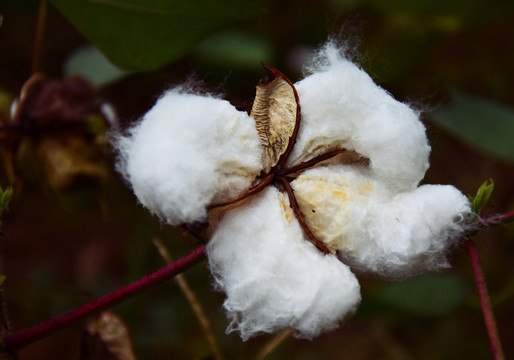 一簇棉花高清圖