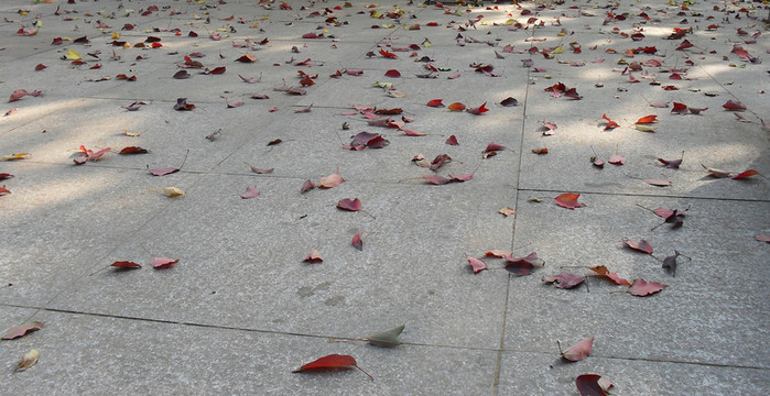 地面上的褐紅色落葉