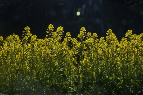 油菜花