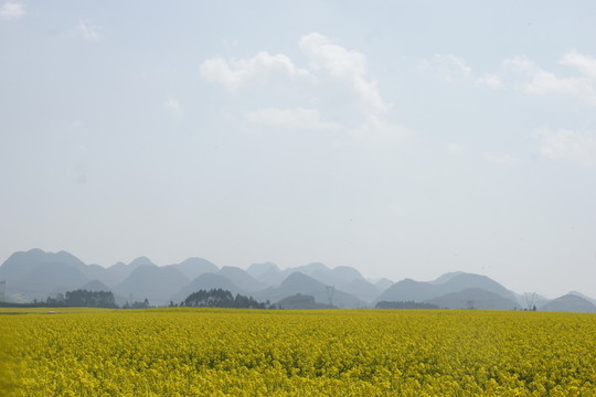 油菜花