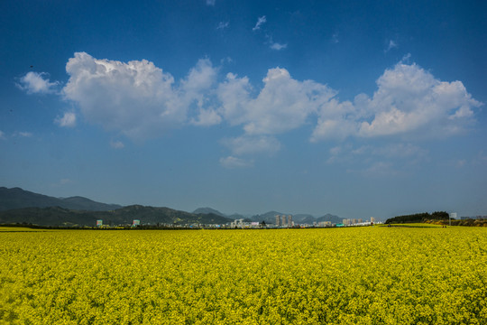 油菜花