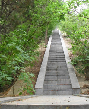 綠植掩映的登山臺階