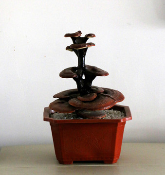 靈芝
