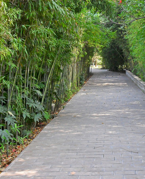 綠色竹林相伴的道路