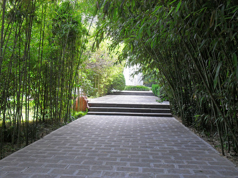 竹林間的公園道路