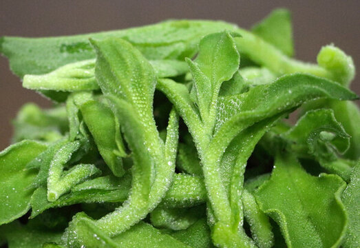 水晶冰菜