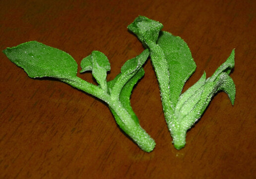非洲冰菜 水晶菜