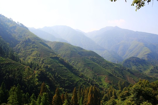 高山茶園梯田森林