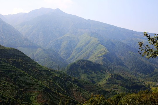高山茶園梯田