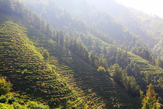高山梯田茶園