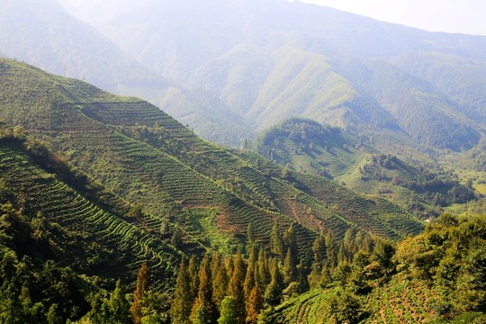 山腰梯田茶園
