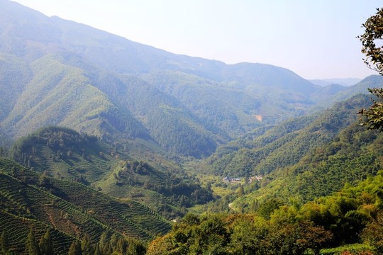 山谷茶園森林