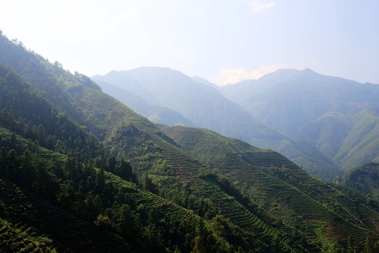 徽州高山茶園梯田