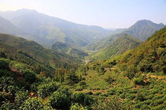 東黃山山谷茶園森林