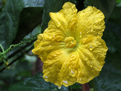 絲瓜花