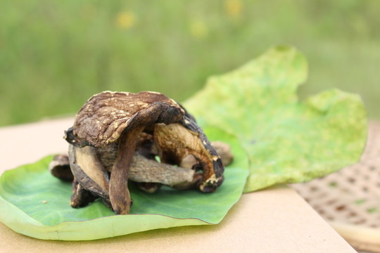 野生黑牛肝菌 干貨