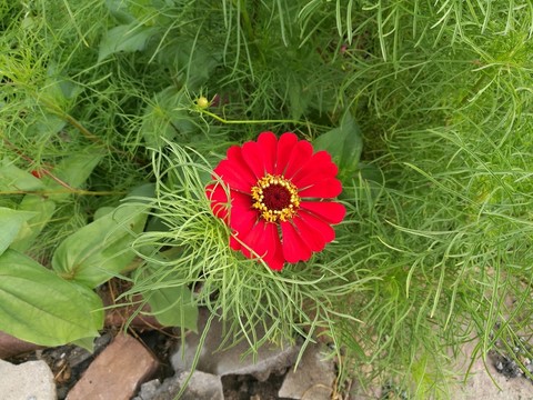 花卉