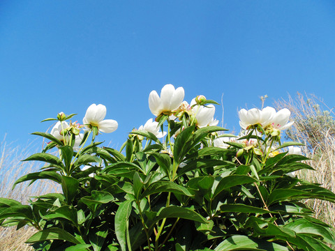 野生芍藥花