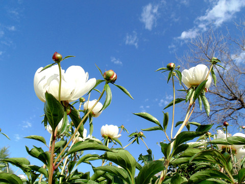 野花 芍藥花