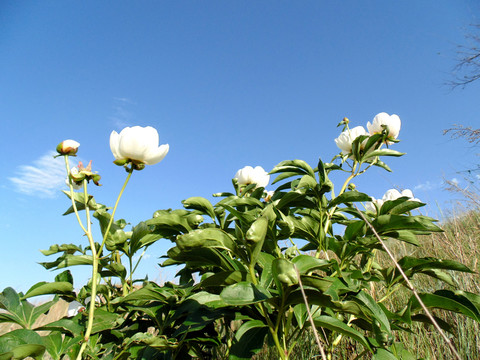白色芍藥花