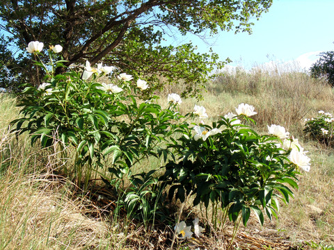 原野芍藥花