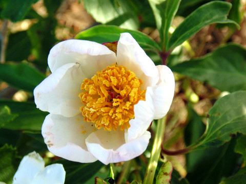 野生芍藥花特寫(xiě)