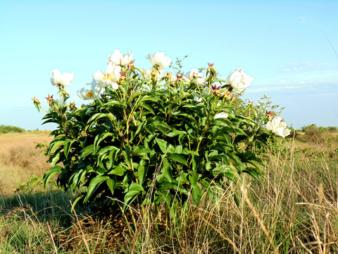 芍藥花 離草