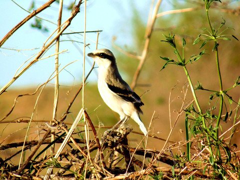 伯勞鳥(niǎo)