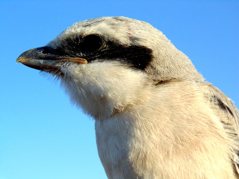 伯勞鳥特寫