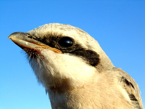 伯勞鳥特寫