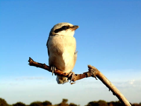 伯勞鳥 灰伯勞