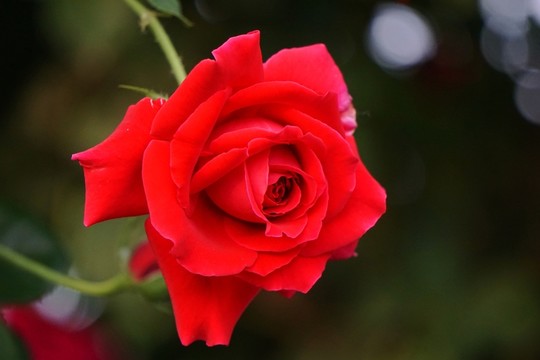 月季花