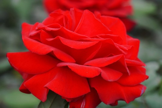 月季花
