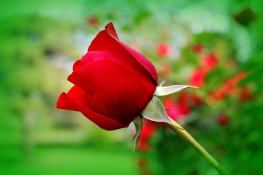 月季花